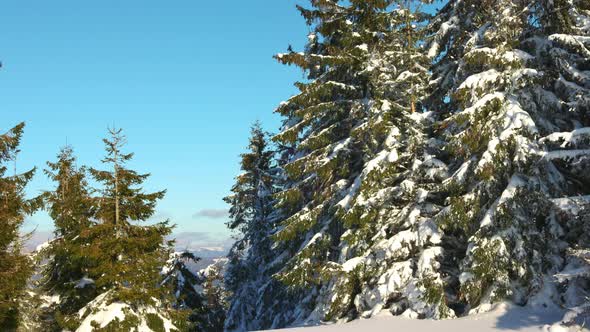 A Small Meadow on a Hillside Surrounded By Fir Trees in Winter