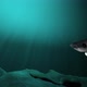 Shark Swimming in deep sea - VideoHive Item for Sale