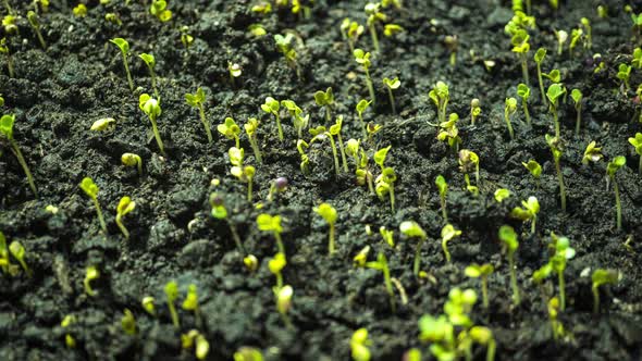 Mustard Sprouting Time Lapse Hyperlapse Camera Motion  Video