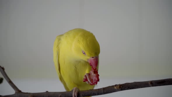 Blue eyed yellow Indian ring neck eating a strawberry