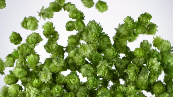 Super Slow Motion Shot of Flying Fresh Hops Isolated on White Background at 1000 Fps