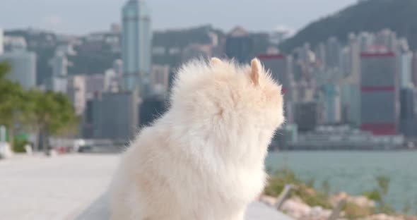 Cute white pomeranian in the city of Hong Kong