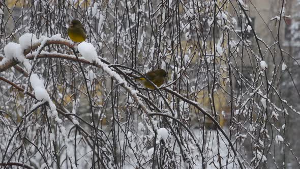 Forest Birds On A Branch In The Snow