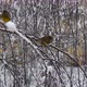 Forest Birds On A Branch In The Snow - VideoHive Item for Sale