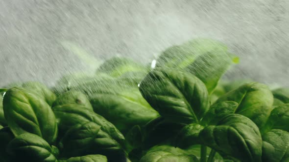 Watering Aromatic Green Basil Plant