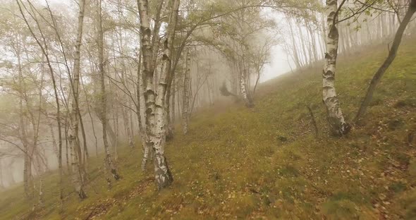 Walking Outdoor Thru Trees in Woods Forest with Bad Weather Fog Overcast Day