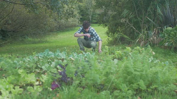 Young man harvesting small home grown turnips. MEDIUM WIDE SHOT