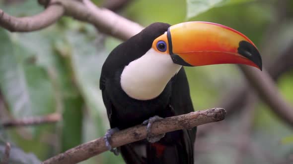 Slow motion footage of a Ramphastos toco or giant toucan perched on a branch in the dense Amazon rai