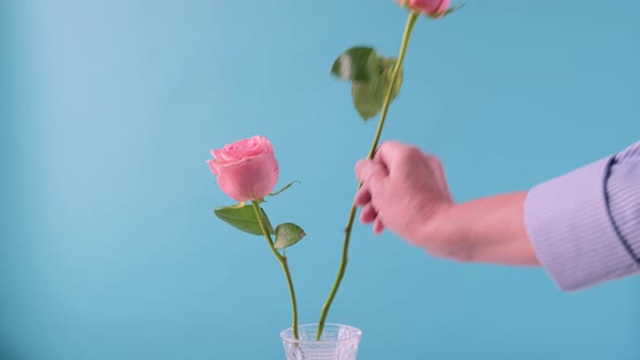 Man Hand Put Pink Roses Flower in Glass Vase on Blue Background