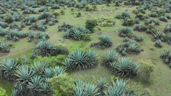 Aerial Flyover, Blue Agave Plants In Saswad Mountains, India