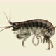 Crustacea Amphipoda under the microscope, Superorder Peracarida - VideoHive Item for Sale