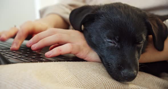 a Girl is Working on a Black Laptop and a Puppy Dog is Lying on Her Arm