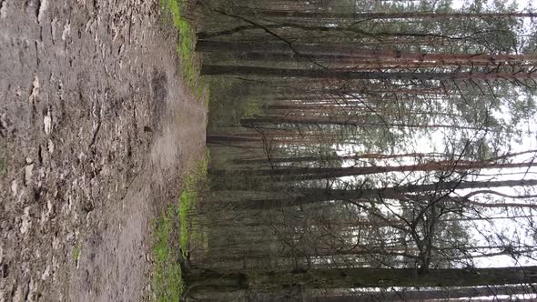 Vertical Video of a Road in the Forest Slow Motion