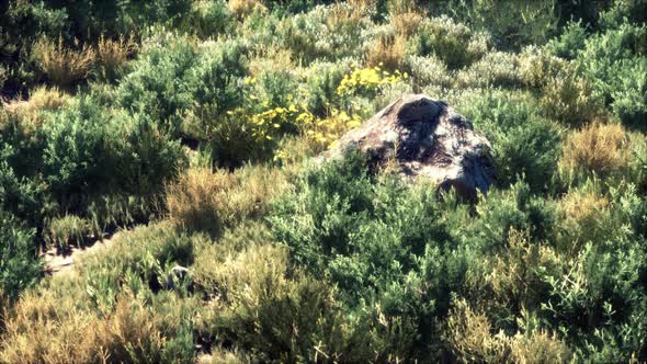 Autumn Colored Dry Grass and Stones