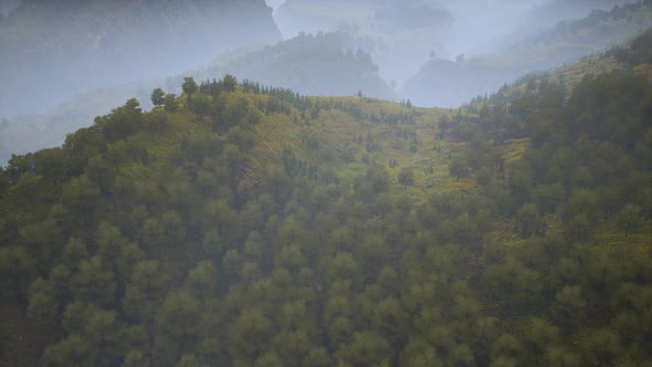 Trees on Meadow Between Hillsides with Forest in Fog