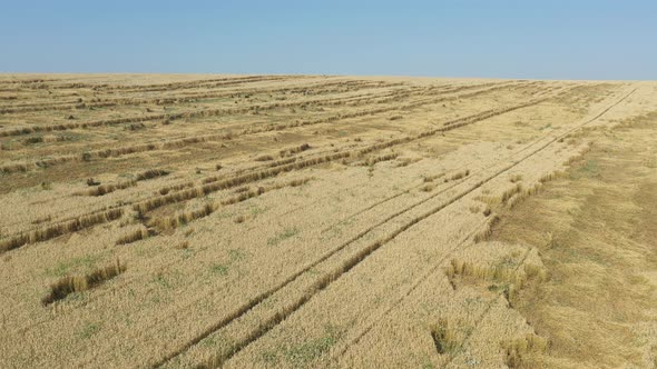 Blue sky above the field of wheat 4K drone footage