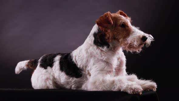 Side View of a Trained Fox Terrier Lying in the Studio Against a Gray Black Gradient Background and