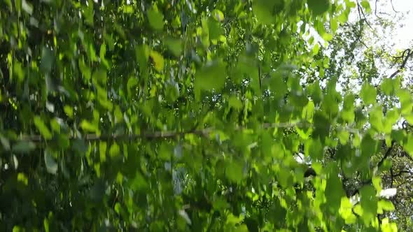 Vertical Video of Green Forest By Day