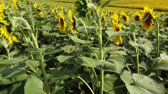 Yellow Sunflower Field