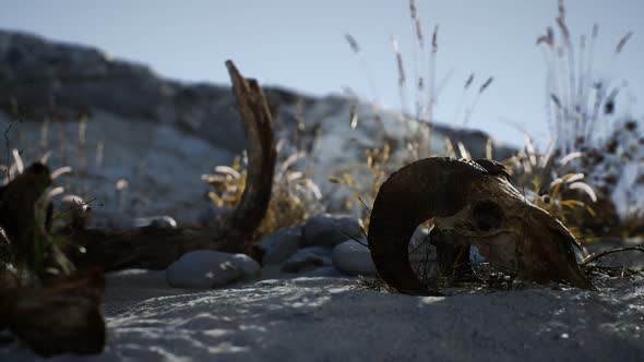 Skull of a Dead Ram in the Desert alt
