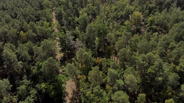 Flying over Forest Path