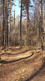 Vertical Video of a Forest with Trees During the Day