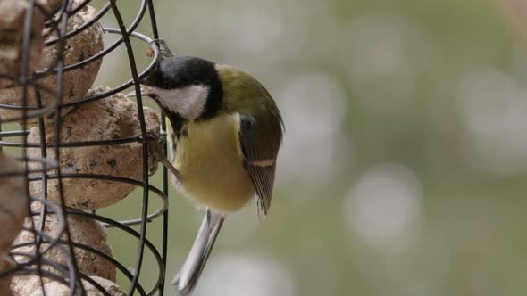 Great tit bird eating fat balls in a bird feeder, slow motion close up
