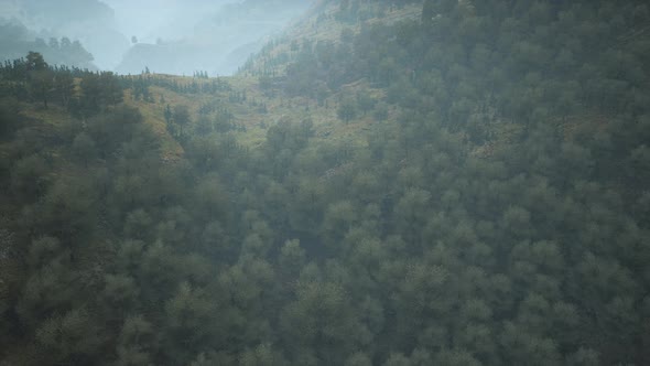 Trees on Meadow Between Hillsides with Forest in Fog alt