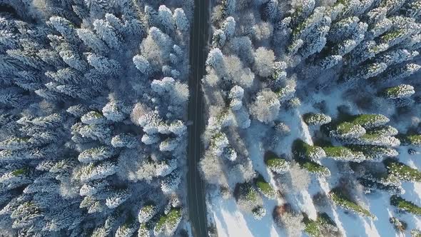 trees in the snow and a road view from above