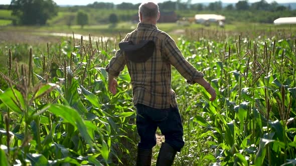 Portrait of farmer carrying a box of organic vegetables look at camera at sunlight agriculture farm