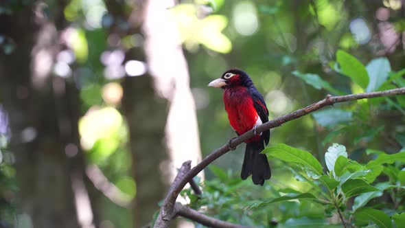 Double toothed barbet in forest  - SLOW MOTION