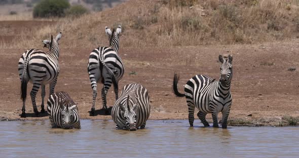 Grant's Zebra, equus burchelli boehmi, Herd standing at the Water Hole, Nairobi Park in Kenya