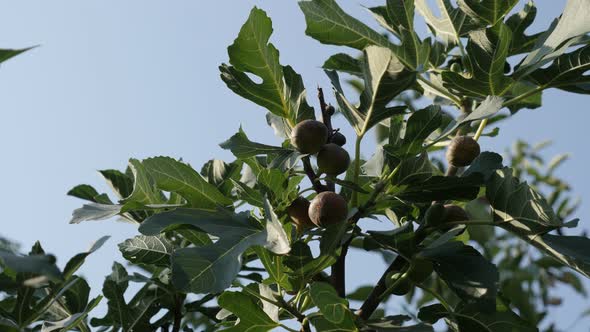 Exotic common fig fruit against blue sky close-up 4K 2160p 30fps UltraHD footage - Tasty Ficus caric