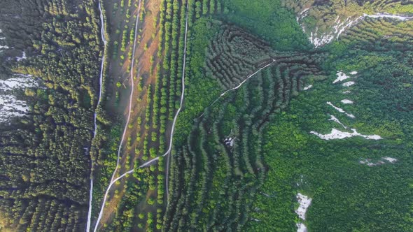 Aerial View Vertically Down on the Valley with Green Trees in White Canyon