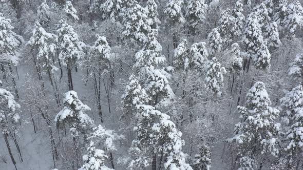 Flying above the tree crowns by winter 4K aerial video