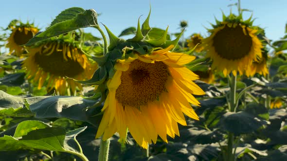 Sunflower with Bee