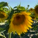 Sunflower with Bee - VideoHive Item for Sale