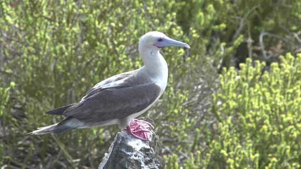 The Red-Footed Booby at Punta Pitt