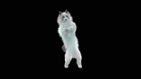 Cat Dancing HD