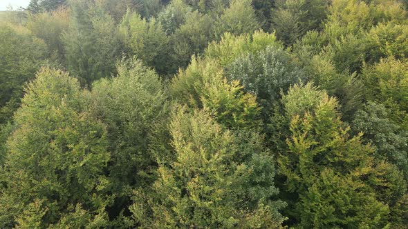 Trees in the Mountains Slow Motion. Aerial View of the Carpathian Mountains in Autumn. Ukraine