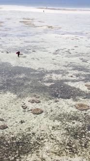 Vertical Video of a Coastal Landscape in Zanzibar Tanzania