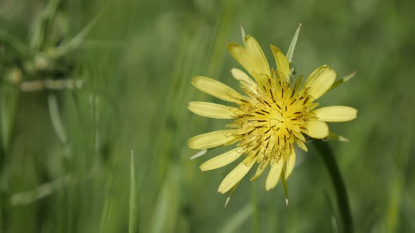 Green insect on Tragopogon pratensis plant close-up 4K 2160p 30fps UltraHD footage - Beautiful yello