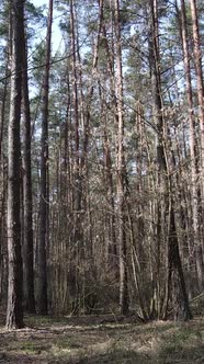 Vertical Video of the Forest Landscape Aerial View Slow Motion