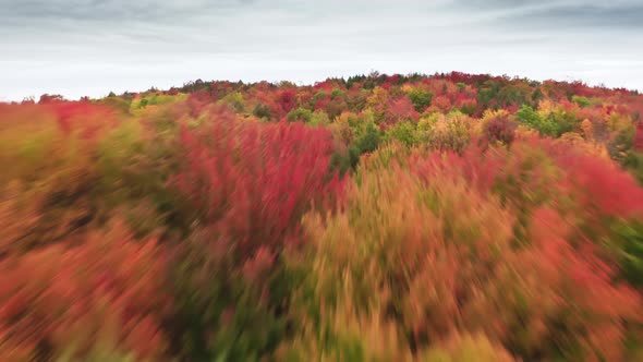 Drone Flying Fast and Low Above Bright Red Yellow Orange and Green Woodlands