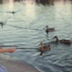 A Boy in a Medical Mask Feeds Ducks on a Lake - VideoHive Item for Sale
