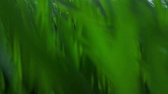 Wheat Greens Growing Blowing in Wind on Sunset Summer Farming Field Meadow