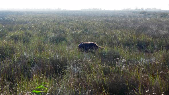 Wild African Buffalo in Wetland