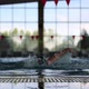 Freestyle Swimming (Stock Footage) - VideoHive Item for Sale