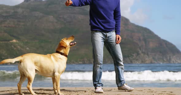 Happy mature man playing with dog on the beach