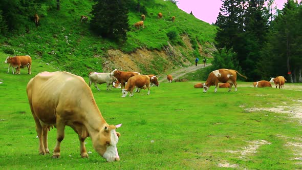 Young Cow and Calf Grazing Grass on the Pasture